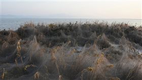 希臘,蜘蛛,結網　圖／翻攝自Quartz