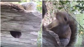 松鼠,美國,睪丸,縫隙,圍欄（圖／翻攝自臉書）