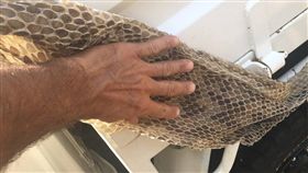 6米紫晶蟒藏閣樓　老公被蒙在鼓底40年（圖／翻攝自Amalgamated Pest Control Innisfail臉書）