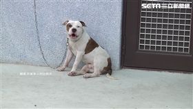 比特犬破壞力驚人！肌肉、頭皮全都咬的穿