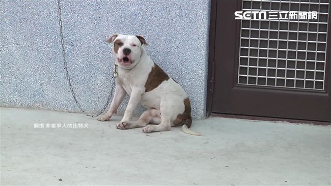 比特犬咬力驚人　肌肉、頭皮全被咬穿