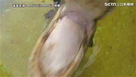 ▲鱷魚張大嘴朝鏡頭咬下。（圖／AP／Jukin Media 授權）