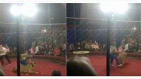 ▲母獅遭激怒後，朝小女孩衝去。（圖／翻攝自dailystar）