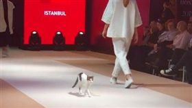 最標準貓步登場！「他」竟亂入伸展台　喧賓奪主搶目光（圖／翻攝自hknylcn IG）