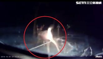 騎士行經139線　驚見超巨型野鹿！