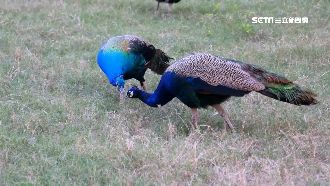 金門藍孔雀成患　縣府想對策「吃了」