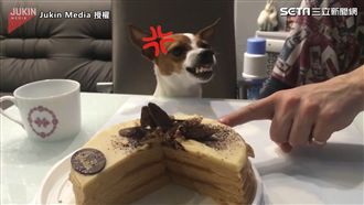 汪星人怒：不准碰蛋糕　下一秒投降