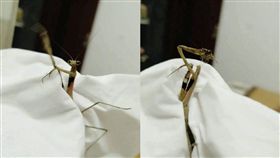 螳螂,自刎,斷頭,爆廢公社　圖／翻攝自臉書爆廢公社