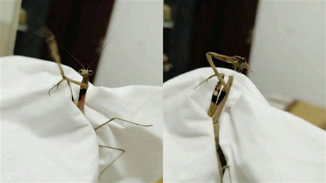 螳螂受困不願屈服　拔頭自刎網友驚呆