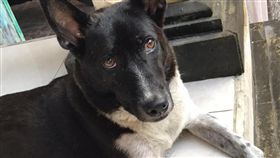 台北,內湖,樂活公園,毒狗,李俊翰,格鬥（圖／翻攝自李俊翰臉書）