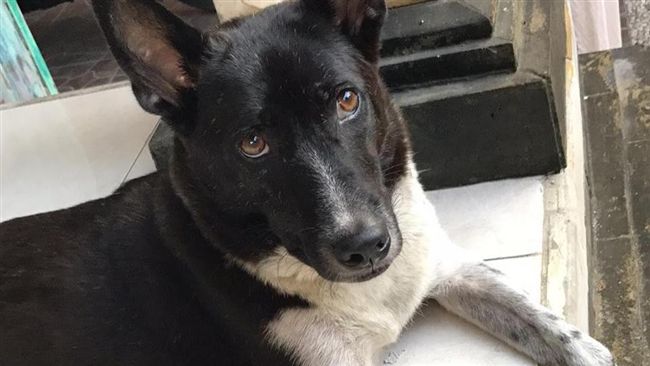 UFC格鬥選手愛犬遭毒死　怒誓抓兇