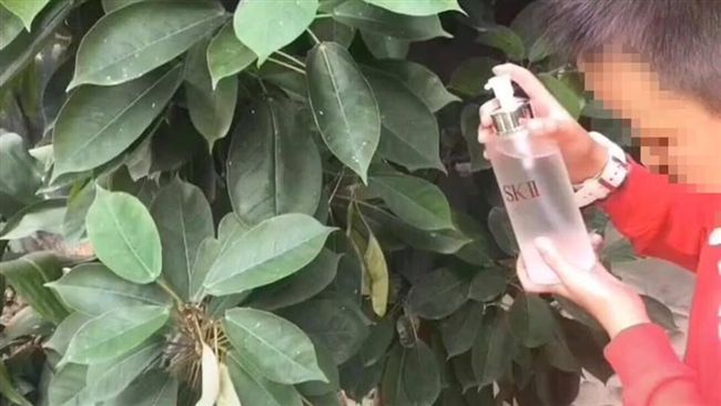 男童拿SK-II澆花　網看傻：噴錢