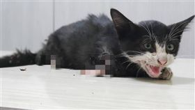 屏東,東港,虐貓,斷肢（圖／高雄市關懷流浪動物協會提供）