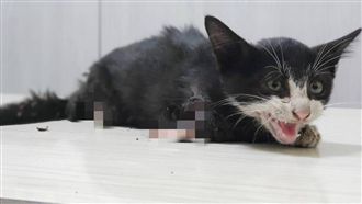 小貓遭活拔雙腿不治　懸賞十萬元緝兇