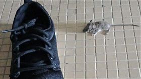 鞋子,老鼠,腿軟（圖／翻攝自臉書爆廢公社公開版）