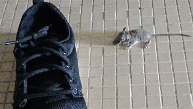 穿鞋踩到這個　網瘋喊：快去買樂透！