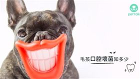 ▲圖／翻攝自PetTalk官網