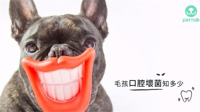 寵物保健／你家毛小孩多久洗一次牙？