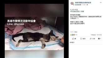 獨／小貓遭活拔雙腿　警疑想草率結案