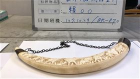 攜象牙雕刻品返台　女違野保法遭辦　財政部關務署台北關31日表示，一名台灣籍賴姓女子29日晚間搭機返台，通過海關時，被發現在託運行李中攜帶象牙雕刻品一支，長度約75.5公分、重量約3.27公斤，經查確定為現生象的象牙，賴女也被依違反野生動物保育法究辦。中央社記者邱俊欽桃園機場攝　107年10月31日