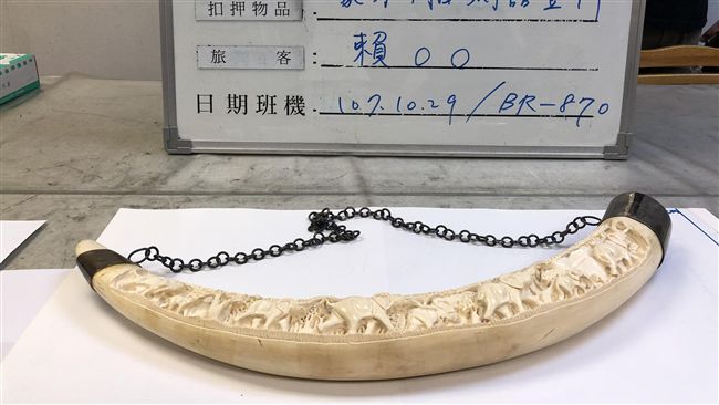 南非攜象牙返台　女違反野保法遭究辦