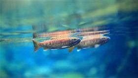 南投合歡溪放流3000尾櫻花鉤吻鮭（1）雪霸國家公園管理處31日指出，南投合歡溪在太魯閣國家公園所轄範圍，是一條類似七家灣溪天然條件的溪流，且適合國寶魚台灣櫻花鉤吻鮭生長的空間將近15公里，今年加碼放流3000尾，為放流史上最多的一次。（雪霸國家公園管理處提供）中央社記者管瑞平傳真　107年10月31日