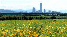 台北市,花海,北市水利處,美堤河濱公園,波斯菊