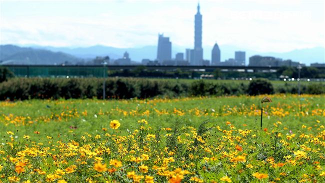 衝一波！美堤河濱16萬株波斯菊盛開