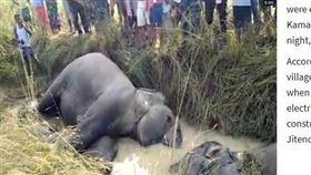 路遇橫禍！印度7頭大象外出覓食…觸高壓電慘死