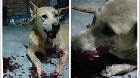 屏東流浪動物遭人惡意虐待。（圖／翻攝自臉書社團「屏東…狗狗貓咪走失尋獲、認養，限屏東」）