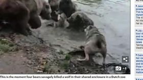 驚悚！動物園成殺戮戰場　動物混居…一母狼慘遭四熊虐殺（圖／每日郵報)