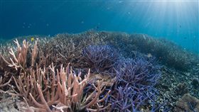 帛琉海洋珊瑚
圖翻攝自Coral Reef Research Foundation臉書