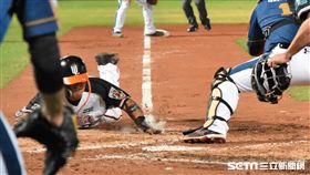 統一獅潘武雄滑回本壘得分。（圖／記者王怡翔攝影）