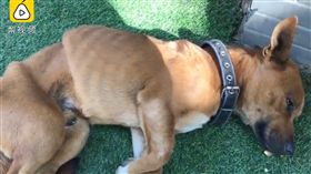 夥伴過世毛孩超難過　絕食七天瘦慘了（圖／翻攝自梨視頻）