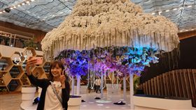 花博后里園區  蘭花知識雲吸睛台中世界花卉博覽會3日登場，后里園區「蘭花知識雲」由上千株白色蘭花夾雜棉花形成巨大雲朵，倒掛各色蝴蝶蘭，顏色繽紛。中央社記者趙麗妍攝　107年11月2日