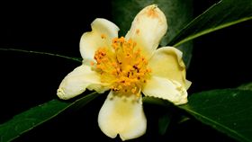 台泥保種中心參加台中花博展奇珍台泥集團旗下的「辜嚴倬雲植物保種中心」將參加台中   花博，並在外埔園區戶外展示千種台灣和全球瀕臨絕種的植物，再搭配與昆蟲、藍綠藻間的生態共同展示。  （台泥提供）中央社記者韋樞傳真  107年11月1日