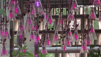 花博打卡點曝光！機械繡球花全球最大