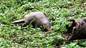 友善生態造林　穿山甲現蹤嘉義林班地林務局嘉義林區管理處員工1日在大埔山區驗收濫墾檳榔園收回造林地時，發現一隻正在覓食的穿山甲幼獸，也象徵林管處友善生態造林已有成效。（嘉義林管處提供）中央社記者黃國芳傳真　107年11月2日