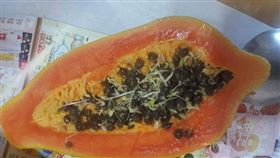 買木瓜送豆芽？網友切開一看好崩潰！	(圖/爆怨公社)