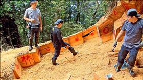 台中,山老鼠,濫伐,台灣扁柏（圖／翻攝畫面）