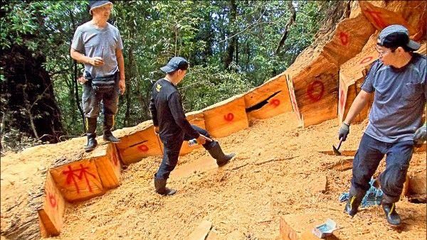 7山老鼠盜伐　遭重判上億罰金兼入獄