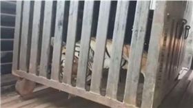 印度食人母虎被射殺（圖／翻攝BBC網站）