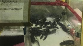 新北市，中和，娃娃機，大閘蟹，小龍蝦，賭博，電子遊戲場業管理條例