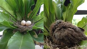 陽台飛來野鳥築巢下蛋　內行人驚呼：千萬別摸別開窗！(圖/翻攝自爆廢公社)