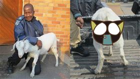 母羊,性侵,動物,性器,潰爛,治療,上訴,南非,　圖／翻惡自推特　