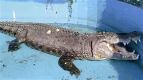 教壞小孩！陸客想知真假　擲石致鱷魚爆頭流血（圖／翻攝自網路）