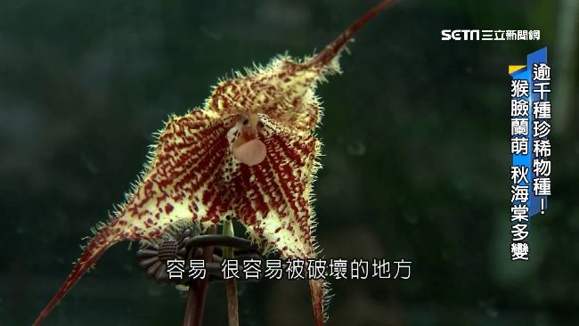 逾千種珍稀植物　溫室建築調控溫度