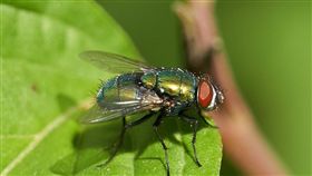 -蒼蠅-赤銅綠蠅-（圖／pixabay）
