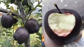 「黑蘋果」一顆要價6百　果農卻不願種（圖／翻攝自微博）
