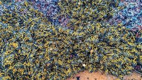 【鳥瞰葬身之地】共享單車好悲涼　「單車墳場」超震撼(圖/翻攝自騰訊財經)